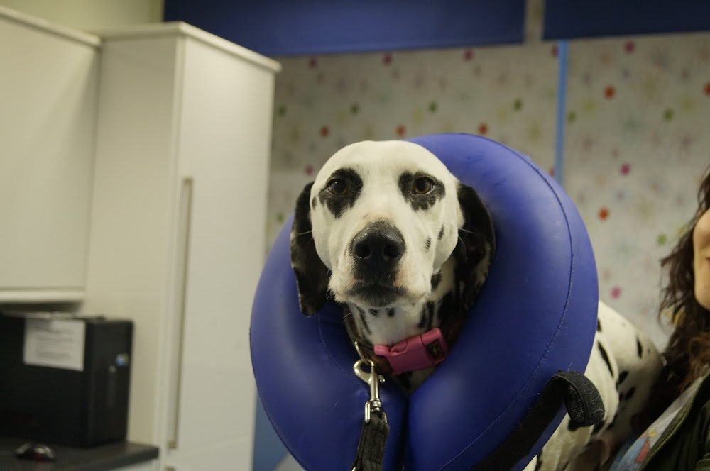 broomhill-veterinary-practice-023e2df