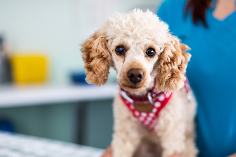 hallam-veterinary-centre-f87c35b